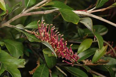 APII jpeg image of Grevillea 'Bedspread'  © contact APII