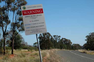 APII jpeg image of Cenchrus spinifex  © contact APII