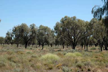APII jpeg image of Acacia pendula  © contact APII