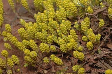 APII jpeg image of Gnephosis tenuissima  © contact APII