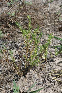 APII jpeg image of Roepera iodocarpa  © contact APII