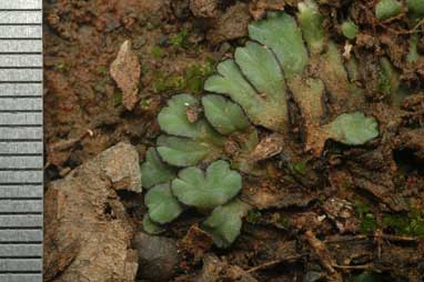 APII jpeg image of Riccia limbata  © contact APII