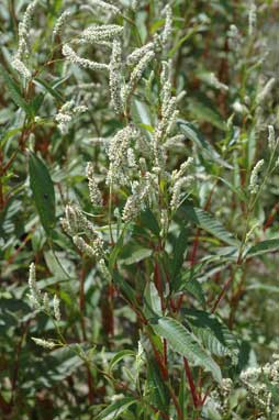 APII jpeg image of Persicaria lapathifolia  © contact APII