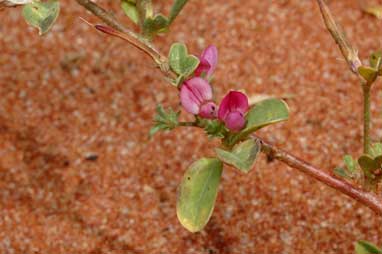 APII jpeg image of Lotus cruentus  © contact APII