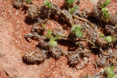 APII jpeg image of Calotis hispidula  © contact APII