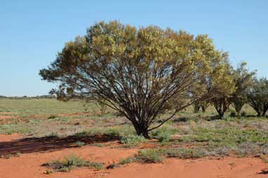 APII jpeg image of Hakea leucoptera subsp. leucoptera  © contact APII