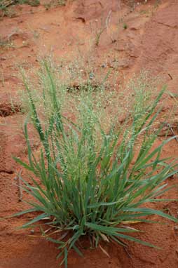 APII jpeg image of Panicum decompositum  © contact APII