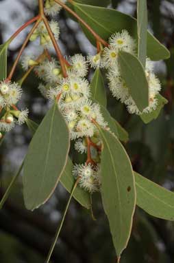 APII jpeg image of Eucalyptus populnea  © contact APII
