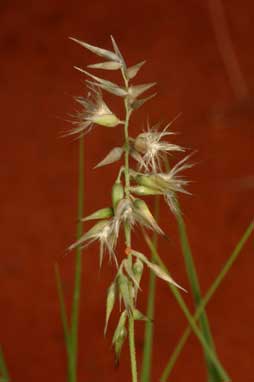 APII jpeg image of Enneapogon avenaceus  © contact APII