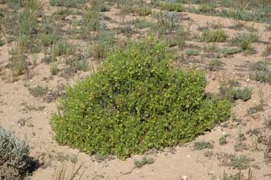 APII jpeg image of Roepera aurantiaca subsp. aurantiaca  © contact APII