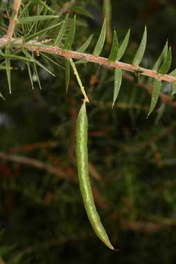APII jpeg image of Acacia oxycedrus  © contact APII