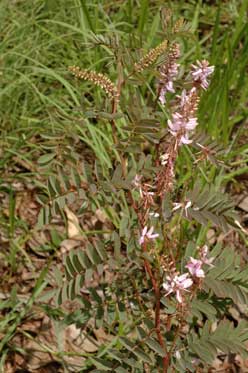 APII jpeg image of Indigofera pratensis  © contact APII