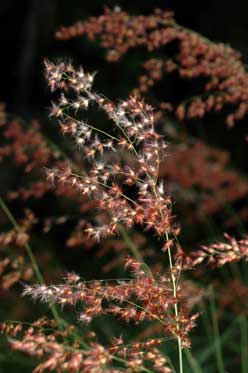 APII jpeg image of Melinis repens  © contact APII