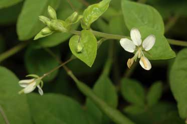 APII jpeg image of Cleome aculeata  © contact APII