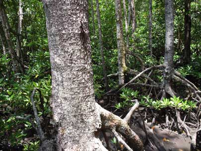 APII jpeg image of Rhizophora apiculata  © contact APII