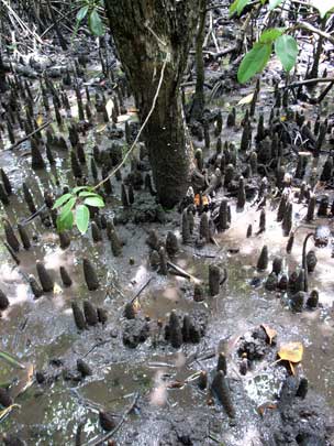 APII jpeg image of Xylocarpus moluccensis  © contact APII