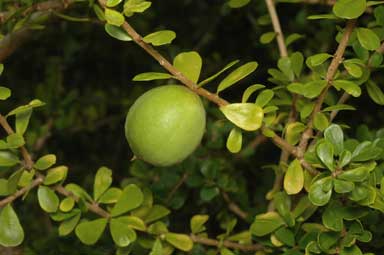 APII jpeg image of Pittosporum spinescens  © contact APII