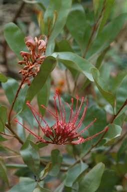 APII jpeg image of Grevillea goodii  © contact APII