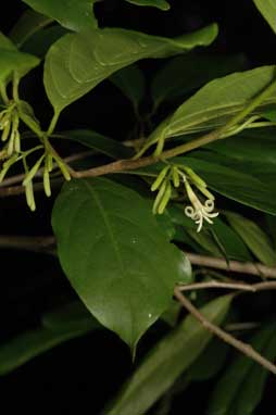 APII jpeg image of Alangium villosum  © contact APII