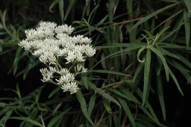 APII jpeg image of Cassinia trinerva  © contact APII