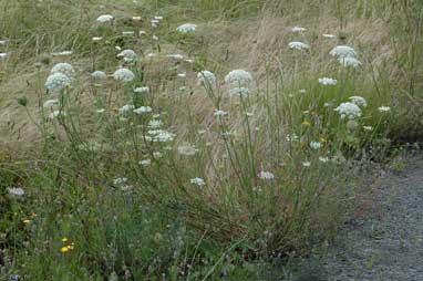 APII jpeg image of Daucus carota  © contact APII