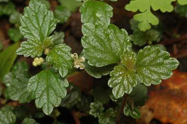 APII jpeg image of Australina pusilla subsp. muelleri  © contact APII