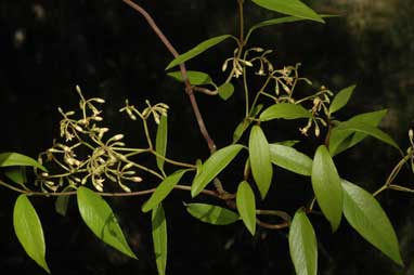 APII jpeg image of Parsonsia brownii  © contact APII