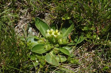 APII jpeg image of Goodenia montana  © contact APII