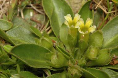 APII jpeg image of Goodenia montana  © contact APII