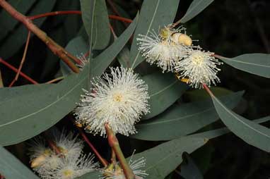 APII jpeg image of Eucalyptus prava  © contact APII
