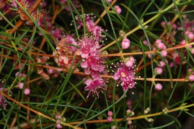APII jpeg image of Hypocalymma angustifolium subsp. angustifolium  © contact APII