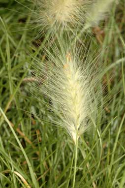 APII jpeg image of Pennisetum villosum  © contact APII