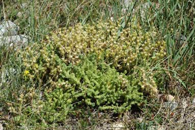 APII jpeg image of Sedum acre  © contact APII