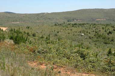 APII jpeg image of Rubus fruticosus  © contact APII