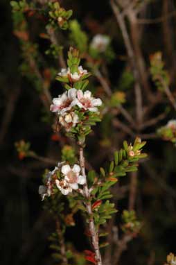 APII jpeg image of Baeckea diosmifolia  © contact APII