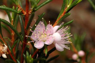 APII jpeg image of Hypocalymma strictum subsp. strictum  © contact APII