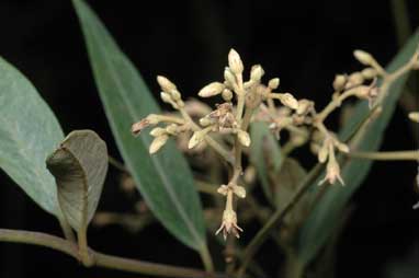 APII jpeg image of Parsonsia brownii  © contact APII