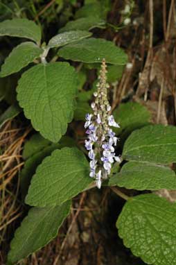 APII jpeg image of Plectranthus parviflorus  © contact APII