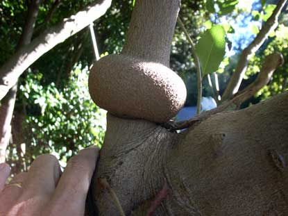 APII jpeg image of Lomatia arborescens  © contact APII