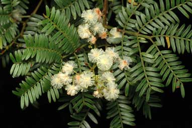 APII jpeg image of Acacia terminalis subsp. aurea  © contact APII