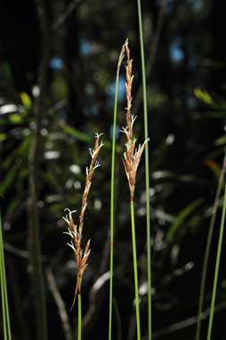 APII jpeg image of Lepidosperma urophorum  © contact APII