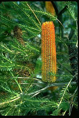 APII jpeg image of Banksia ericifolia subsp. ericifolia  © contact APII