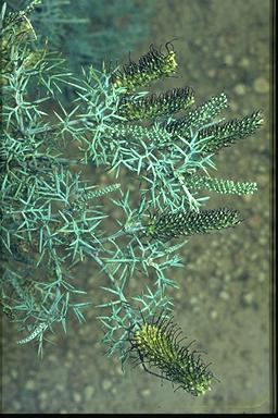 APII jpeg image of Grevillea armigera  © contact APII