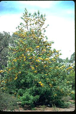 APII jpeg image of Grevillea robusta  © contact APII