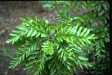 APII jpeg image of Neorites kevediana  © contact APII