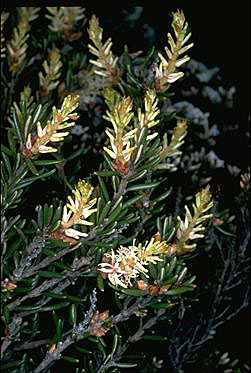 APII jpeg image of Orites revoluta  © contact APII