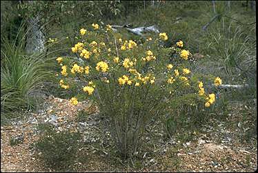 APII jpeg image of Petrophile serruriae  © contact APII