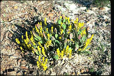 APII jpeg image of Synaphea reticulata  © contact APII