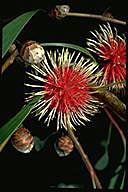 Hakea laurina - click for larger image