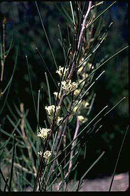 APII jpeg image of Hakea obliqua subsp. obliqua  © contact APII